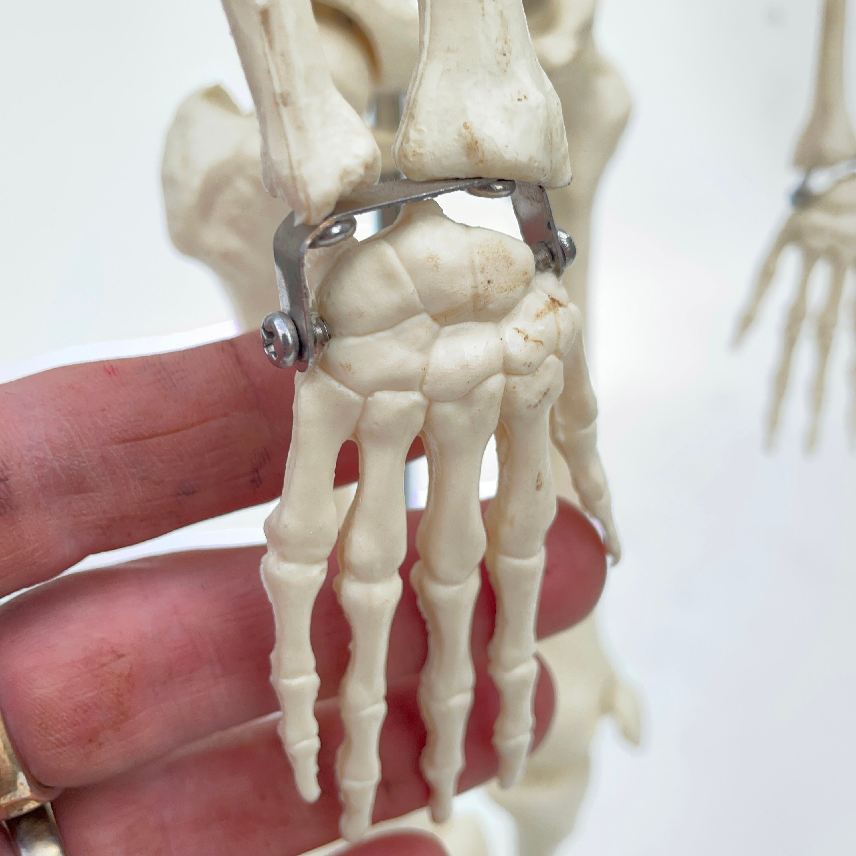 Vintage Desktop Medical Skeleton Model With Steel Base. - Etsy