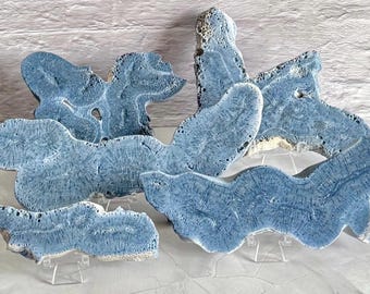 Indo-Pacific Blue Coral Specimen Slab | Natural & Polished | Crystal Ornament | Choose Your Own Crystal