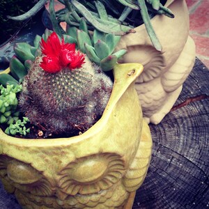 May include: A yellow ceramic owl planter with a cactus and red flowers growing inside. The planter is sitting on a wooden surface.