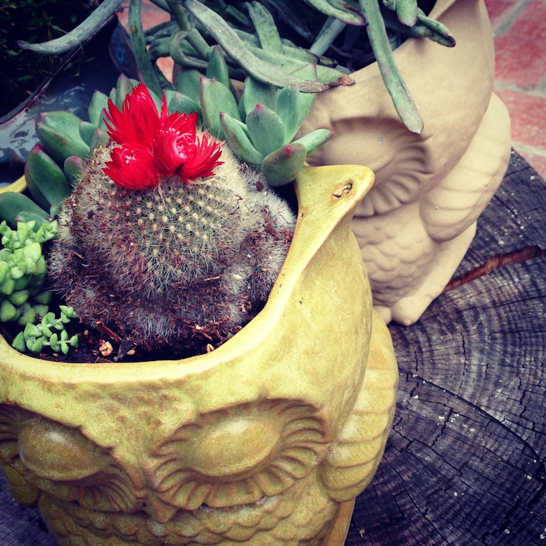 May include: A yellow ceramic owl planter with a cactus and red flowers growing inside. The planter is sitting on a wooden surface.