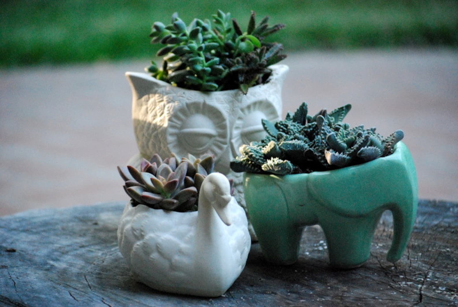 Elephant Planter for Succulents Ceramic Planters Animal Etsy UK