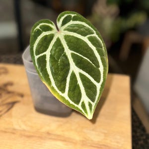 Anthurium Zara X - Etsy