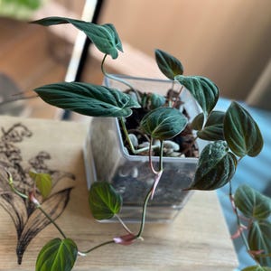 Philodendron Micans - 4 inch