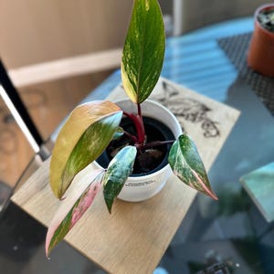 Philodendron Strawberry Shake