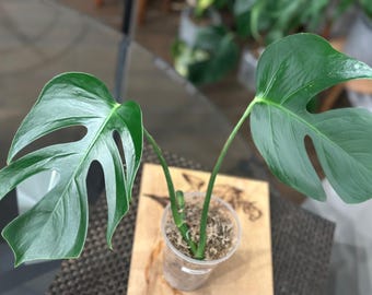 philodendron sunset Philodendron Verrucosum”Amazon Sunset” – ZC Customs main image 0