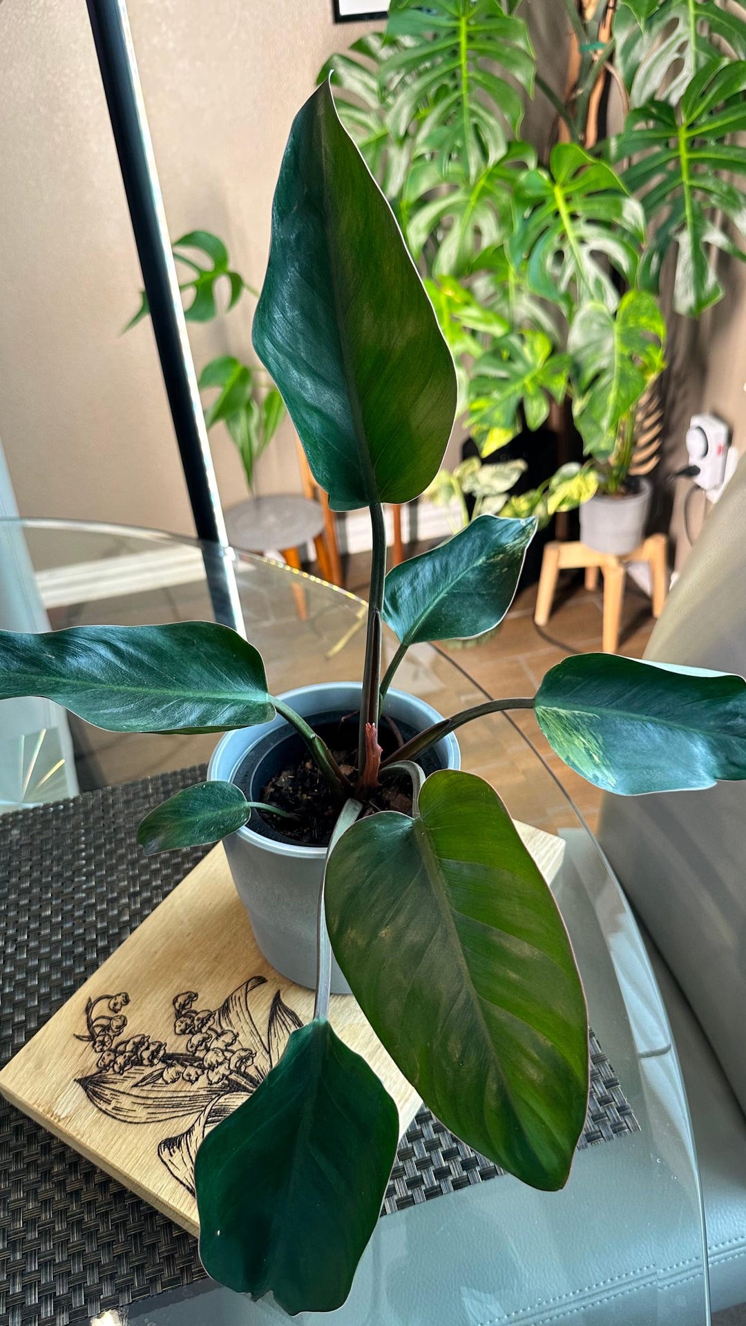 Philodendron Red Congo (reverted Variegated) - Etsy