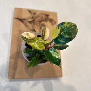 Philodendron Red Congo Variegated 4 inch