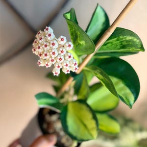 Hoya Variegated Pachyclada - Etsy