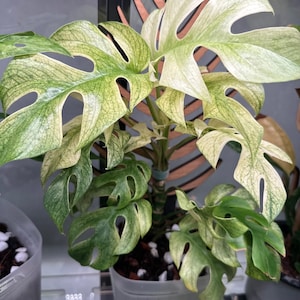Rhaphidophora Tetrasperma White Monster