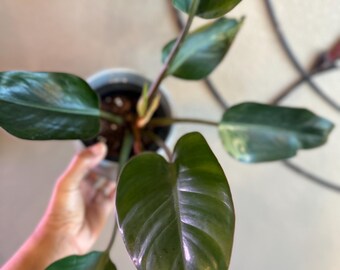 Philodendron Rojo Congo Variegated 4” Pot (ALL PLANTS Require You to ...