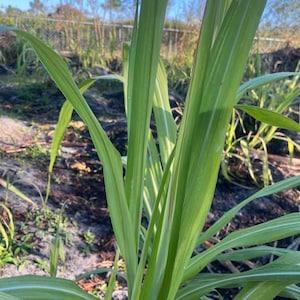 May include: Close-up of a green sugarcane plant with long, narrow leaves. The leaves have white stripes running along their length.
