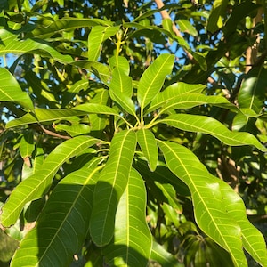 Fresh mango leaves (hojas de mango/ fèy mango) - all natural
