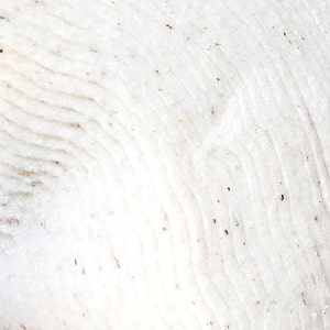 Peut inclure: Gros plan d'une surface blanche texturée avec un motif tourbillonnant. La surface a une apparence douce et organique avec de subtiles variations de tons et de petits points sombres dispersés. La texture suggère un matériau naturel.