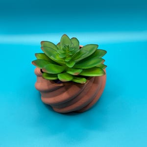 May include: A small, green succulent plant in a brown, swirl-shaped planter. The planter is made of a textured material and has a unique, organic design.