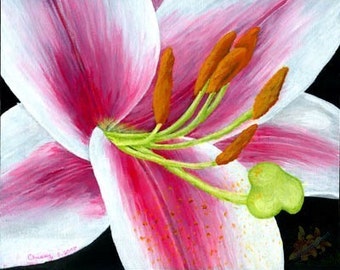 Stargazer Lily PRINT