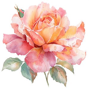 Puede incluir: Ilustración en acuarela de una rosa en tonos melocotón, rosa y amarillo. La flor tiene múltiples capas de delicados pétalos con gotas de agua. Se ven hojas verdes y un capullo, sobre un fondo blanco.