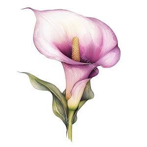 16 imágenes prediseñadas de lirios de cala, lirios mágicos, imágenes prediseñadas de flores para bodas, acuarela imprimible, archivos JPG de alta calidad, manualidades de papel, diario basura