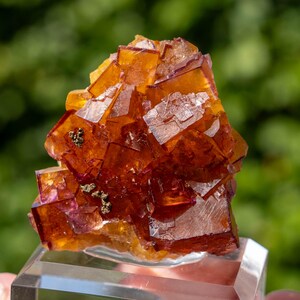 May include: A cluster of translucent, deep orange and amber-coloured cubic fluorite crystals. The mineral specimen features sharp, geometric edges and small, metallic gold-coloured inclusions embedded within the crystalline structure.