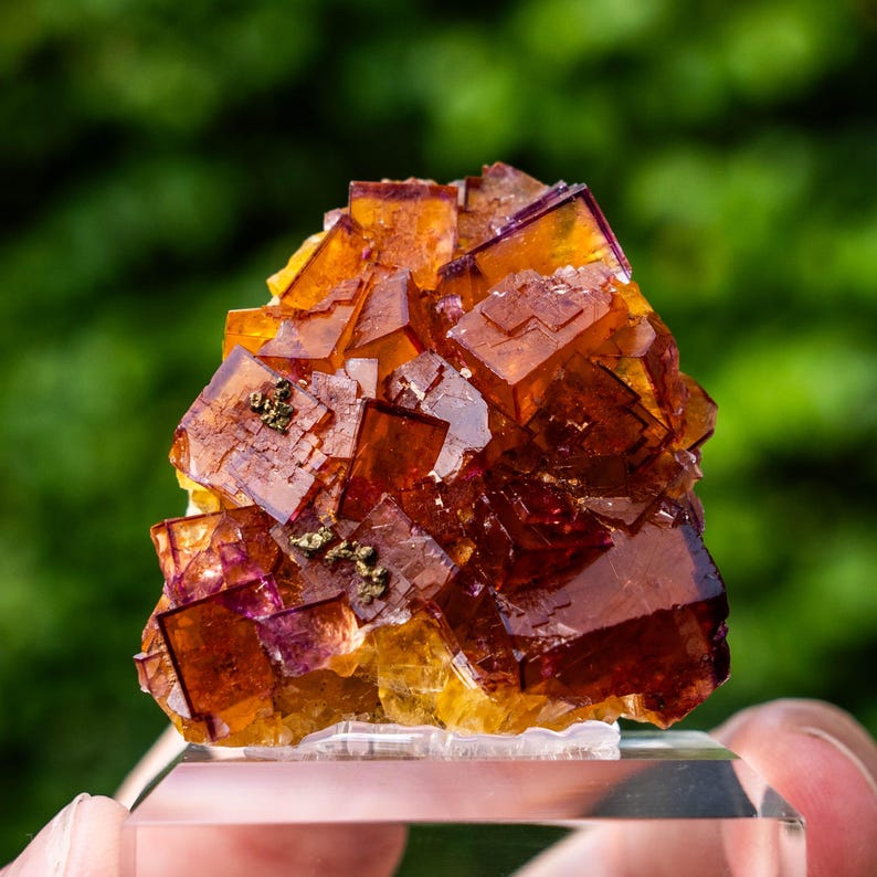 May include: A cluster of translucent cubic fluorite crystals featuring deep amber, orange, and purple hues. The mineral specimen displays sharp geometric edges and small metallic inclusions scattered across the surface, mounted on a clear base.