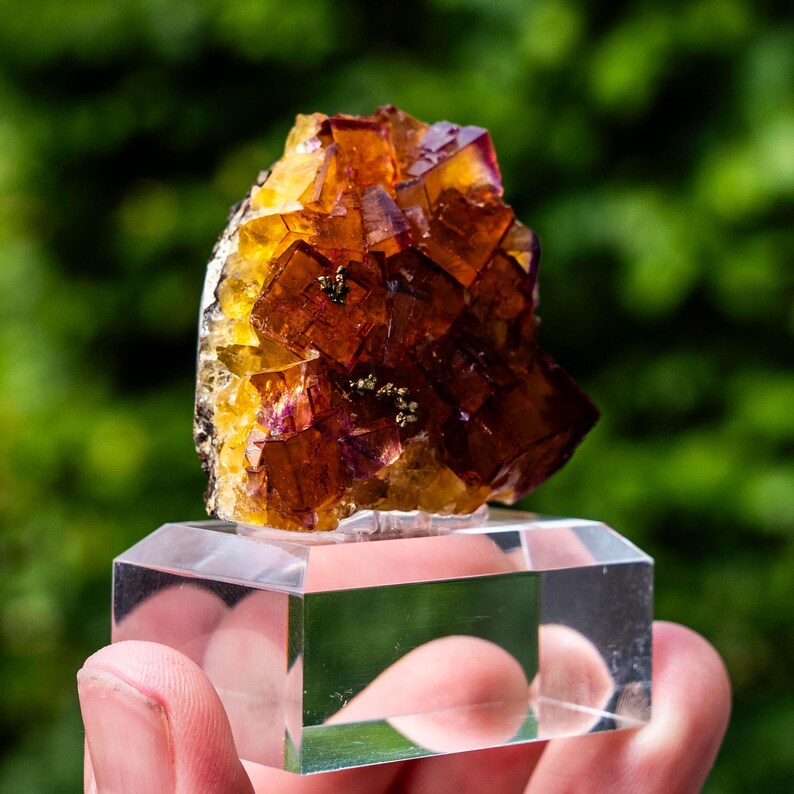 May include: A cluster of translucent, cubic fluorite crystals featuring deep amber, golden yellow, and purple hues. The mineral specimen displays sharp geometric edges and small metallic inclusions, mounted securely on a clear rectangular acrylic base.
