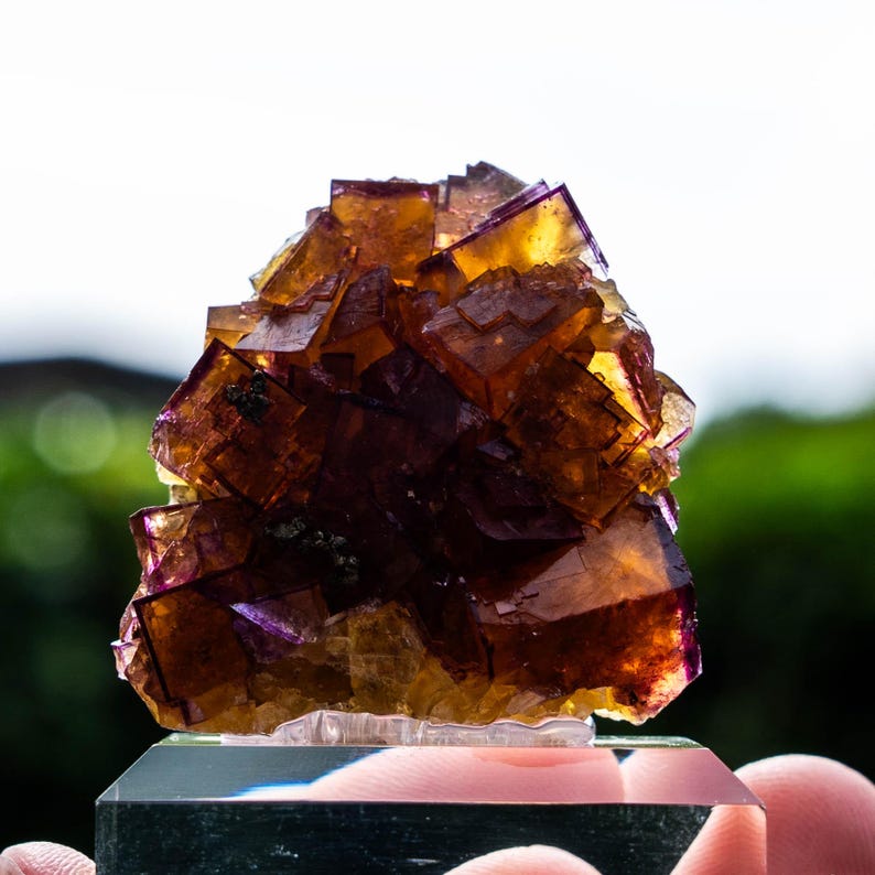 May include: A cluster of cubic fluorite crystals featuring deep amber, golden yellow, and purple hues. The mineral specimen displays sharp geometric edges and translucent facets, mounted on a clear, rectangular glass base for display purposes.