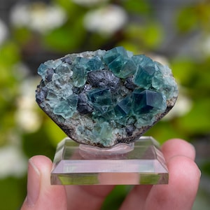 Può includere: Un gruppo di cristalli di fluorite verde acqua e grigio scuro su una matrice grigia, montato su un supporto rettangolare trasparente. I cristalli hanno una struttura cubica e sono parzialmente traslucidi. Lo sfondo è sfocato, verde e bianco.