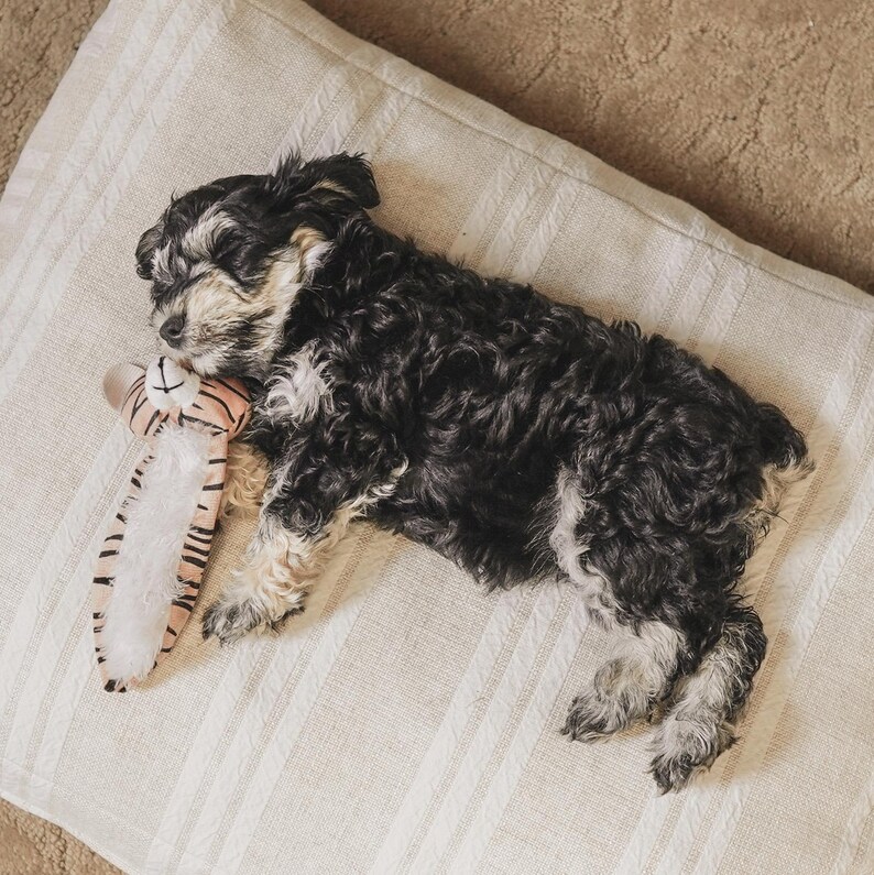 May include: A small, black and white puppy sleeping on a striped, cream-colored pillow. The puppy is curled up next to a plush toy tiger with pink and white stripes. The background is a neutral, light brown.