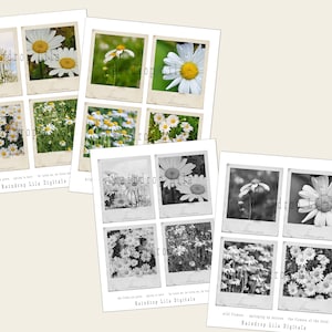 Daisy Wildflowers Estética FOTO Imprimíveis ~ DAISIES fotos digitais instantâneas para diário de lixo e planejadores