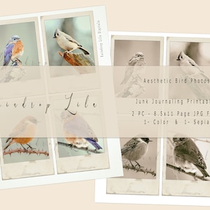 Esthetische vogel foto afdrukbare - INSTANT DOWNLOAD - Raindrop Lila Junk Journal en kunst digitaal