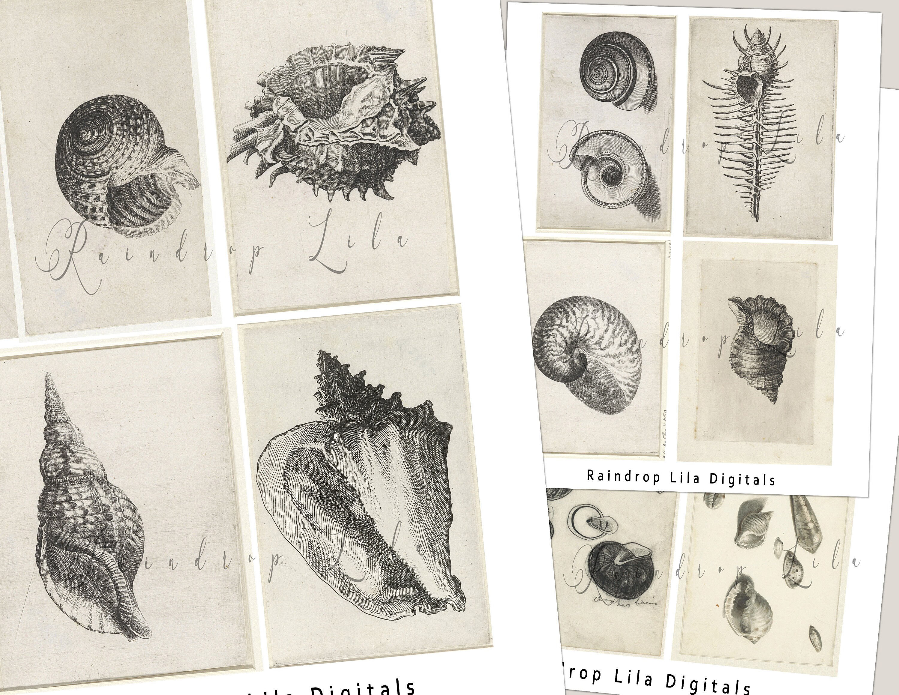 Sea Shell Journaling Cards Printables Vintage Ephemera - Etsy