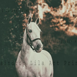White Horse- Raindrop Lila DIGITAL ART PRINTABLE - Multiple Sizes 12x18 8x12 8x10 5x7 4x6 Instant Download