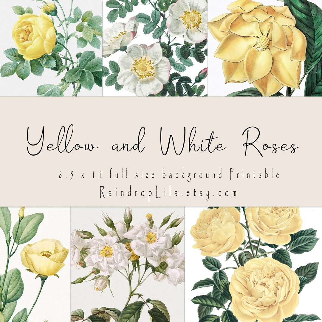 Yellow Roses To Print Yellow and White Roses 7 PC Floral Art Prints and Background Pages ...
