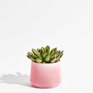 May include: A green succulent plant with reddish tips in a pink, ribbed, cylindrical pot. The pot has a modern design with vertical lines. The plant is centered against a white background, creating a clean and minimalist aesthetic.
