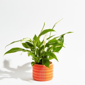 May include: A peace lily plant in a bright orange and yellow striped ceramic pot. The pot has a textured, ribbed design.