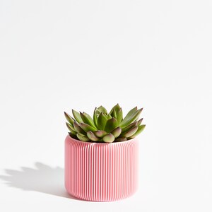 May include: A succulent plant with green leaves in a pink ribbed ceramic planter.
