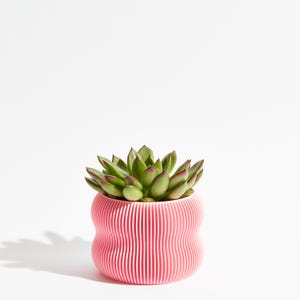 May include: A pink ceramic planter with a wavy, ribbed design, featuring a green succulent plant.
