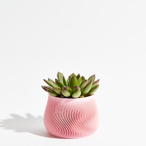 May include: A succulent plant in a pink, wavy, ceramic planter. The planter has a textured, rippled design.