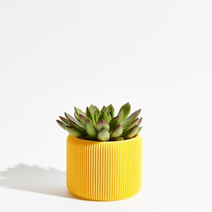 May include: A succulent plant in a yellow ribbed planter. The planter is cylindrical and has a smooth, glossy finish.