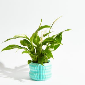 May include: A peace lily plant with white flowers in a blue and white striped ceramic pot.