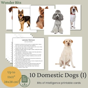 Cartes Bits Intelligence | Set pour chiens domestiques | Cartes d'apprentissage numériques imprimables pour enfants