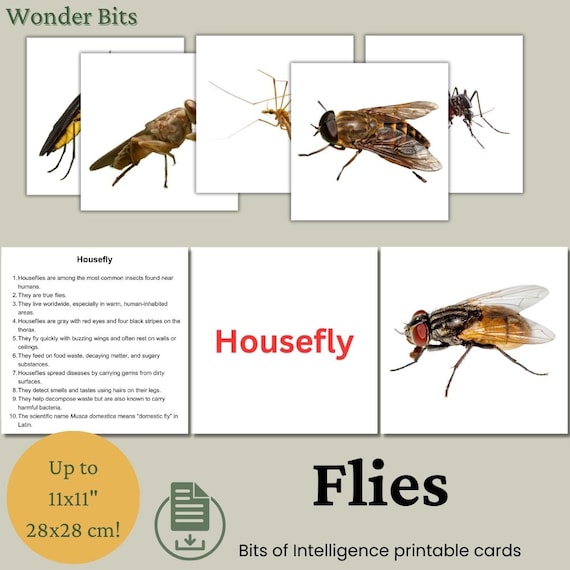 Types Of Fly Insects