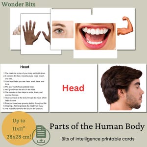 Può includere: Flashcards stampabili per imparare il corpo umano. Le carte presentano illustrazioni colorate di diverse parti del corpo, tra cui la testa, gli occhi, la bocca e i muscoli delle braccia. Il testo sulle carte fornisce informazioni su ogni parte del corpo. Le carte sono progettate per i bambini e hanno una dimensione massima di 28 cm x 28 cm.