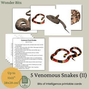 Bits of Intelligence Cards | Conjunto de cobras venenosas | Flashcards de aprendizagem digital imprimíveis para crianças