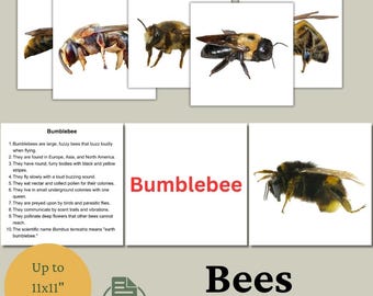Bees Flashcards for Kids: Insect Learning Cards (Printable PDF)