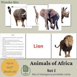 Flashcards de animais africanos para crianças | Cartão educativo sobre animais da África | Cartão de animais de safári com fotos reais para impressão | Cartões Bits of Intelligence