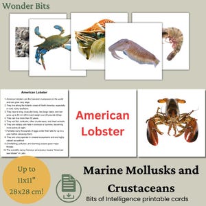 Flashcard zeezoogdieren voor kinderen | Afdrukbare echte foto zeezoogdieren | Stukjes intelligentiekaarten | Educatieve montessorikaarten