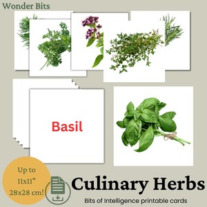 Flashcards d'herbes culinaires pour enfants | Cartes éducatives d'herbes culinaires | Cartes d'identité imprimables pour herbes aromatiques | Cartes Morceaux d'intelligence
