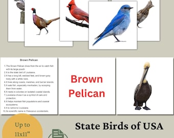 Tarjetas didácticas de aves estatales: Tarjetas de aprendizaje de EE. UU., Montessori para educación en casa (descarga en PDF y PNG)