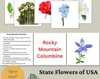 Tarjetas didácticas de flores estatales: Montessori imprimible para educación en casa (descarga digital en PDF y PNG)