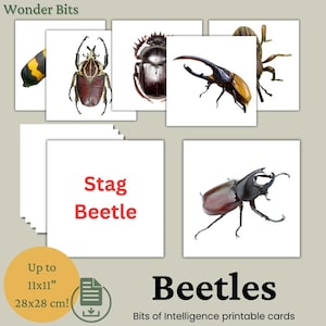 Flashcards sur les scarabées pour enfants | Cartes éducatives d'apprentissage de la nature | Carte imprimable Vraie photo scarabées | Cartes Morceaux d'intelligence